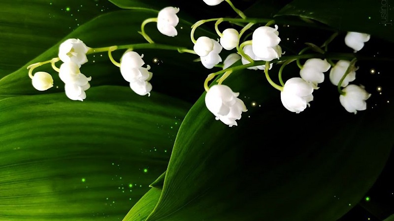 Đặc điểm, ý nghĩa của hoa linh lan trắng và cách trồng tại nhà