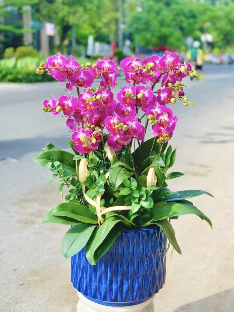 Shop Hoa Lan Hồ Điệp HCM Quận 10 shop hoa lan hồ điệp HCM